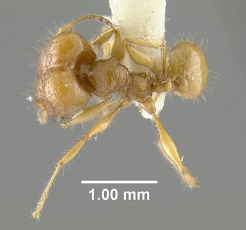 Media type: image;   Entomology 31116 Aspect: habitus dorsal view